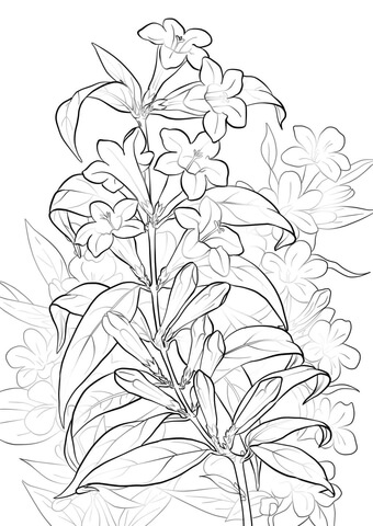 Yellow Jessamine Coloring Page